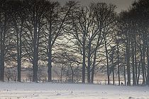 2013 Week 10 : Winters Hoevelaken (Hoevelaken, 2012)