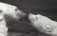 Week 41: Artis (Amsterdam 1989)