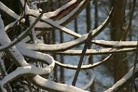 Week 45: Ardennen (België 2005)